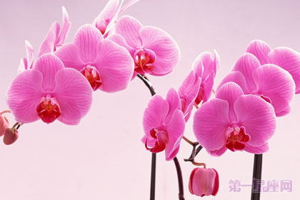 粉色蝴蝶兰花语