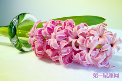 11月12日花语：风信子，生日花语道德