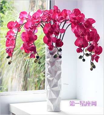 祝贺生孩子送什么花合适?-蝴蝶兰