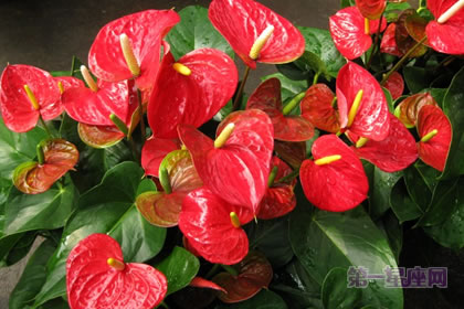 1月5日生日花:熊掌花,生日花语繁荣