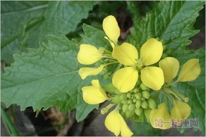 4月26日花语:兔耳芥菜,生日花语调和