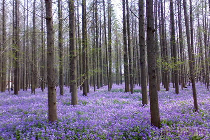 二月兰花语:谦逊与质朴并存