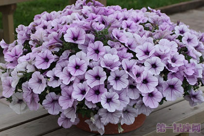 矮牵牛花的花语是什么？