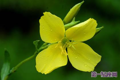 夜来香花语:空想、危险的快乐