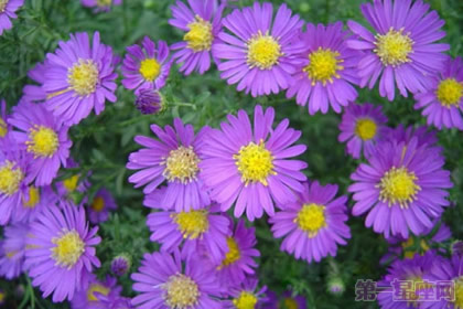 荷兰菊花语是什么