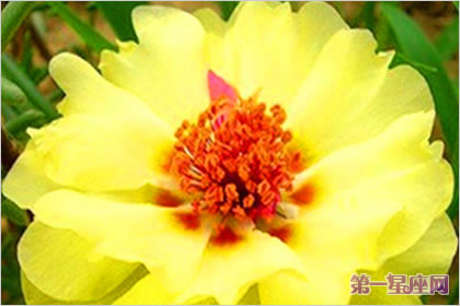 半枝莲花花语：阳光、朝气