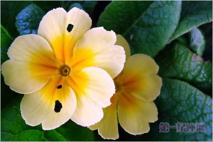 2月13日花:西洋樱草,生日花语盼望