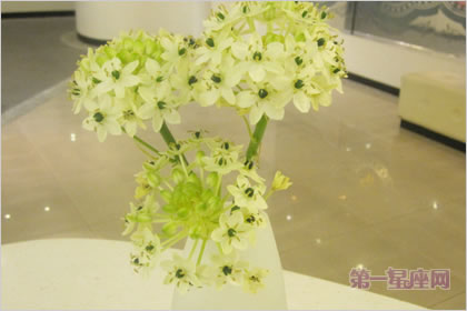 2月19日生日花语：伯利恒之星，生日花语敏感