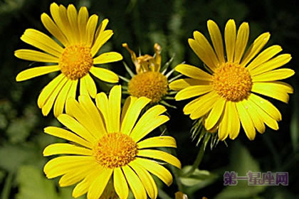 3月18日花语:大豹毒,生日花语朴素