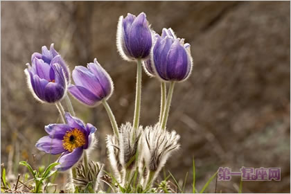 4月7日花语:白头翁,生日花语才智