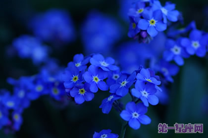 爱情花语:什么花代表不变的爱?