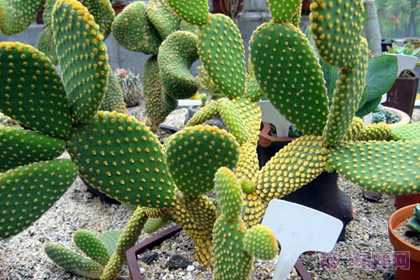 墨西哥的国花是什么花?