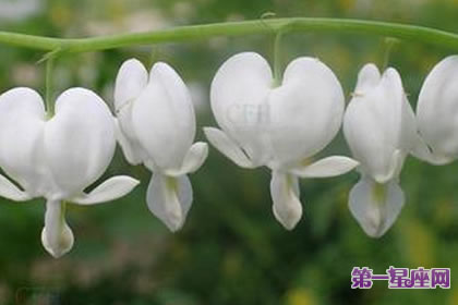 7月11日花语:白蔓荷包牡丹,生日花语嘲讽般的笑容