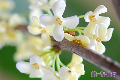 花语大全：秋天花的花语