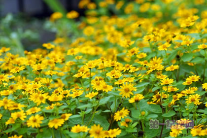 8月9日生日花:泽菊,生日花语信仰