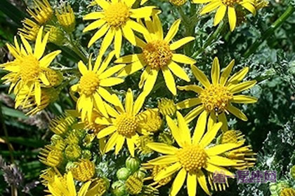 8月13日生日花:泽菊,生日花语隐居