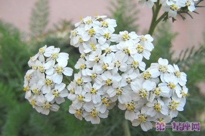 花语:西洋蓍草,生日花语治疗