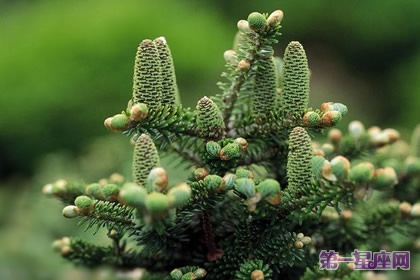 花语:姆士松树,生日花语航海