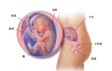 怀孕第二十周