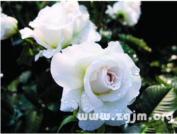 洛丽玛丝玫瑰花语