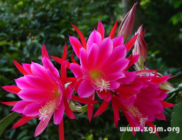 令箭荷花的花语