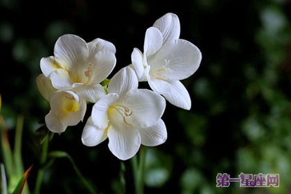 花语传说:香雪兰的花语及传说