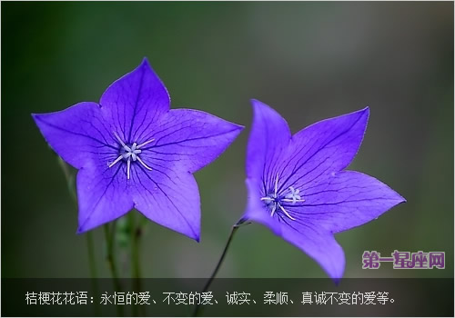 盘点桔梗花的花语和传说