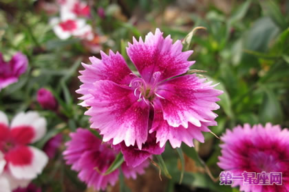 五彩石竹的花语和象征代表意义:女性美