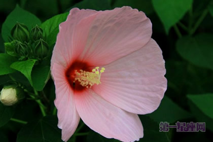 不常见的花:芙蓉葵的花语是什么?