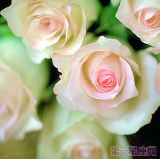 香槟玫瑰的花语是什么?