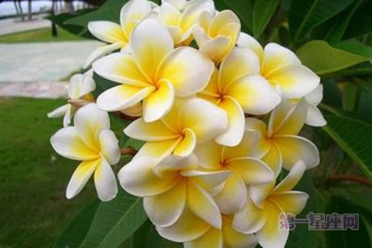 世界各国的国花是什么？