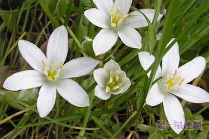 5月16日花语:大山慈菇,生日花语敏锐