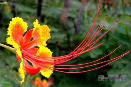 5月7日花语:亚洲金凤花,生日花语慈善