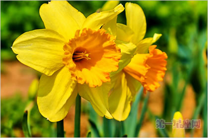 2月9生日花:黄水仙,生日花语敬爱