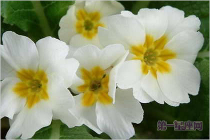 2月5生日花：西洋樱草，生日花语青春