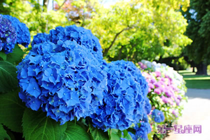 花语大全：绣球花花语是什么？