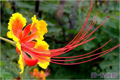 金凤花的花语：冷静、智慧