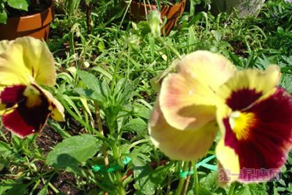 3月13日花语:野生三色菫,生日花语白日梦
