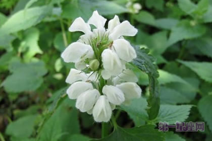 1月19日生日花：白色野荨麻花，生日花语相爱