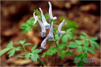 3月29日花语：延胡索，生日花语幻想