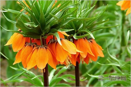 4月5日花语:黄冠贝母,生日花语绚烂