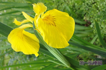 6月10日花语：黄色鸢尾，生日花语胜利