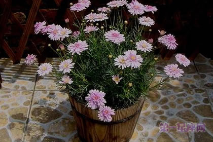 6月11日花语:法兰西菊,生日花语冷静