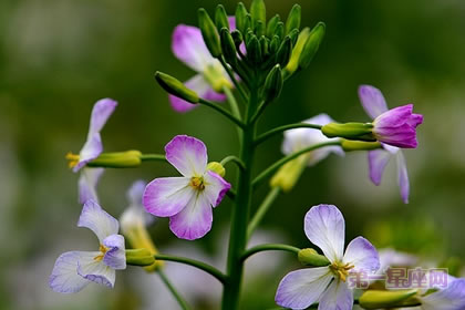 6月19日花语:萝卜花,生日花语黄昏