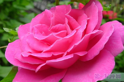 花中皇后是什么花?