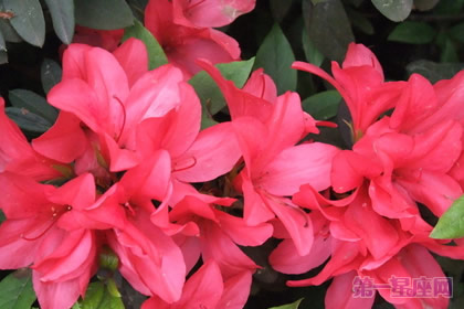 花中西施是什么花?