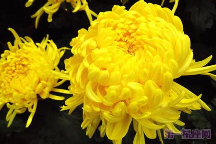 世界四大切花:月季、菊花、香石竹、唐菖蒲