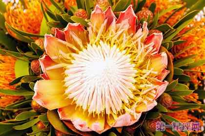 帝王花的花语:胜利、圆满