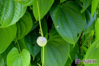 8月15日生日花：黄药子，生日花语乡愁