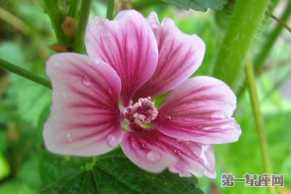 8月29日花语：木剑锦葵，生日花语别撅嘴